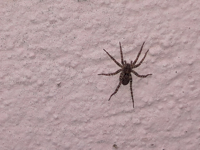 Pardosa