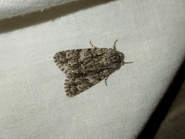 Acronicta auricoma - aranyos szigonyosbagoly