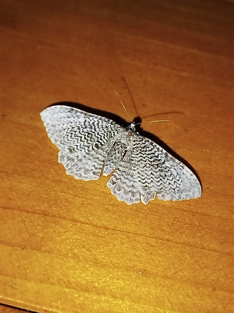 Hydria undulata - hullámvonalas araszoló