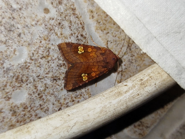 Amphipoea