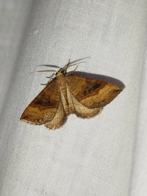 Scotopteryx chenopodiata - libatop-araszoló