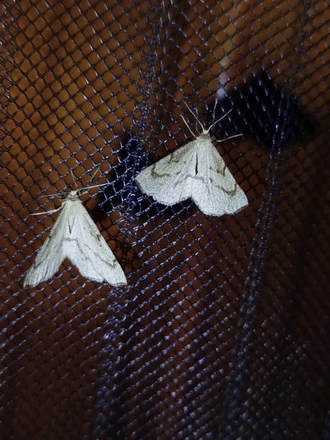Hypoxystis pluviaria - hegyesszárnyú lápiaraszoló