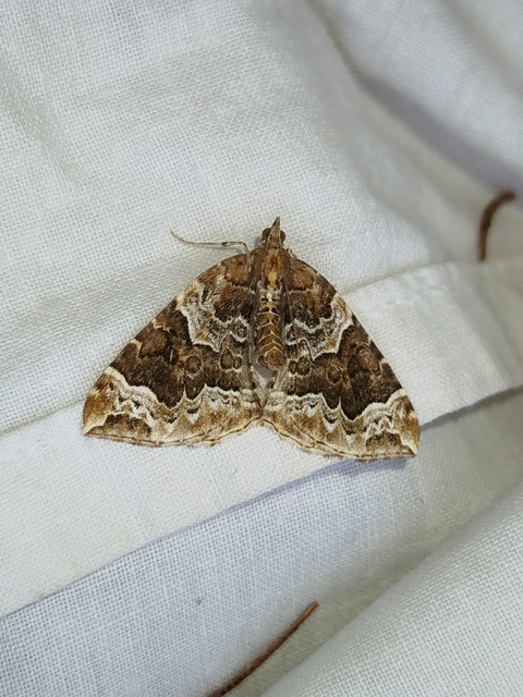 Eulithis prunata - kökény-tarkaaraszoló