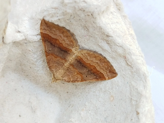 Scotopteryx chenopodiata - libatop-araszoló