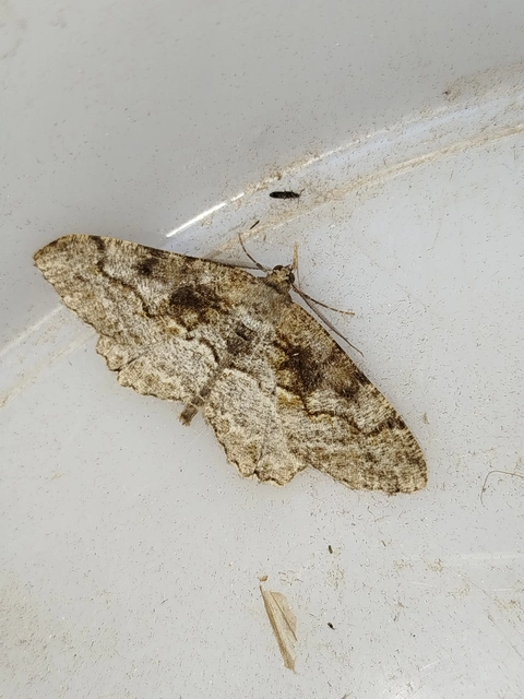 Alcis repandata - foltos faaraszoló
