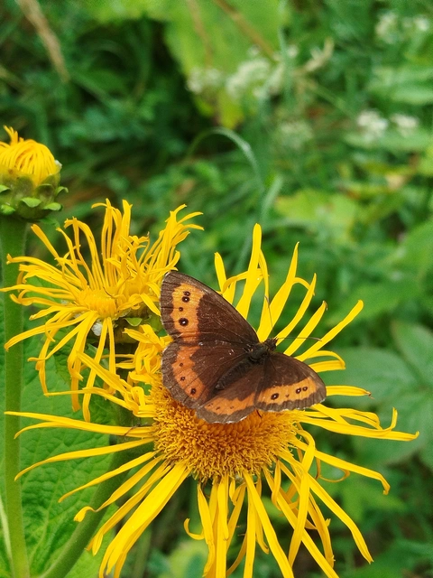Erebia ligea - fehércsíkú szerecsenlepke