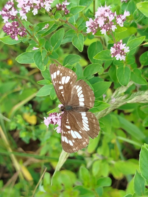 Neptis rivularis - nagy fehérsávoslepke