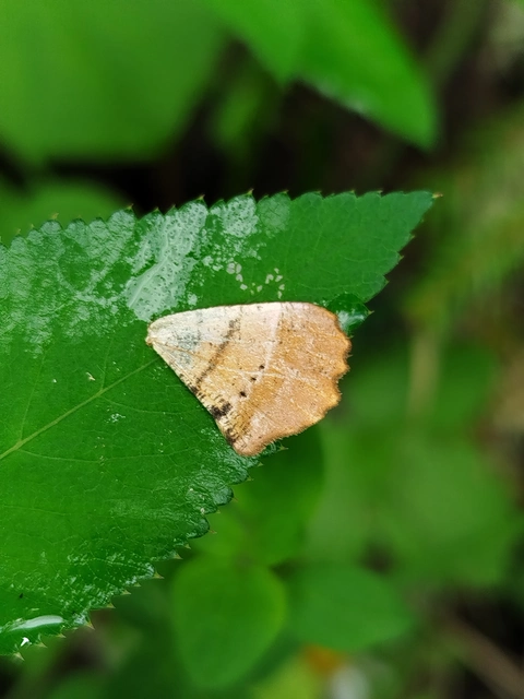 Apeira syringaria - orgona-araszoló