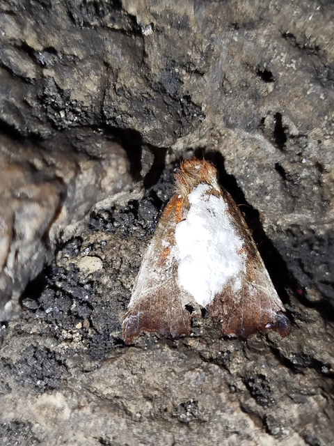 Scoliopteryx libatrix - vörös csipkésbagoly