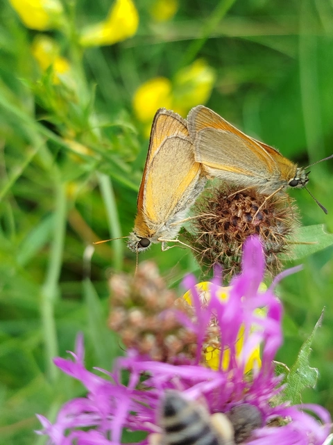 Thymelicus