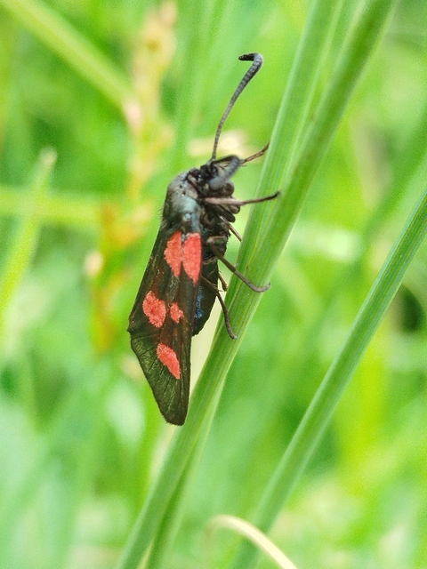 Zygaena viciae - somkóró-csüngőlepke