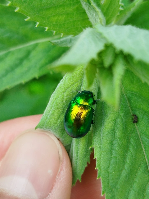 Chrysolina herbacea - zöld mentalevelész