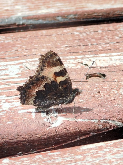 Nymphalis urticae - kis rókalepke Nymphalis urticae - kis rókalepke