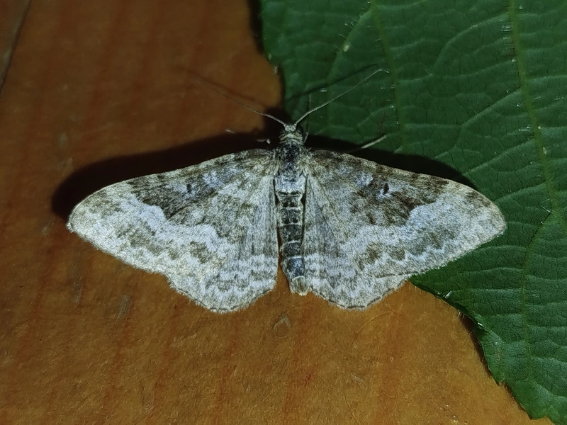 Epirrhoe molluginata - barnás galajaraszoló