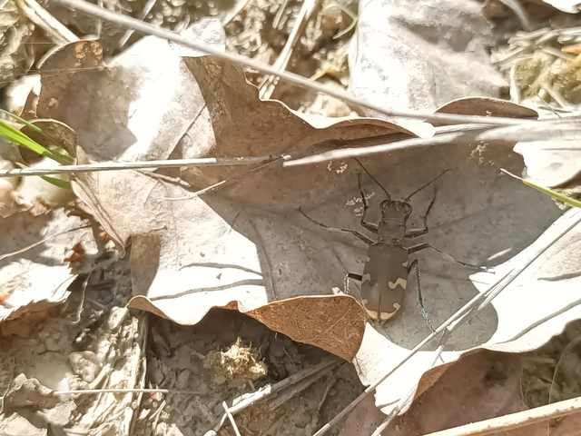 Cicindela sylvicola - erdei homokfutrinka