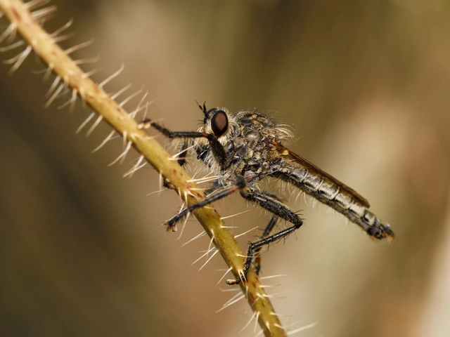 Asilidae - rablólégyfélék