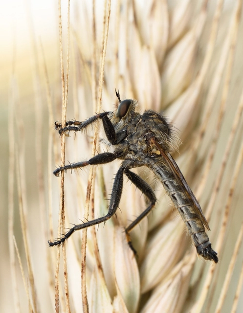 Asilidae - rablólégyfélék