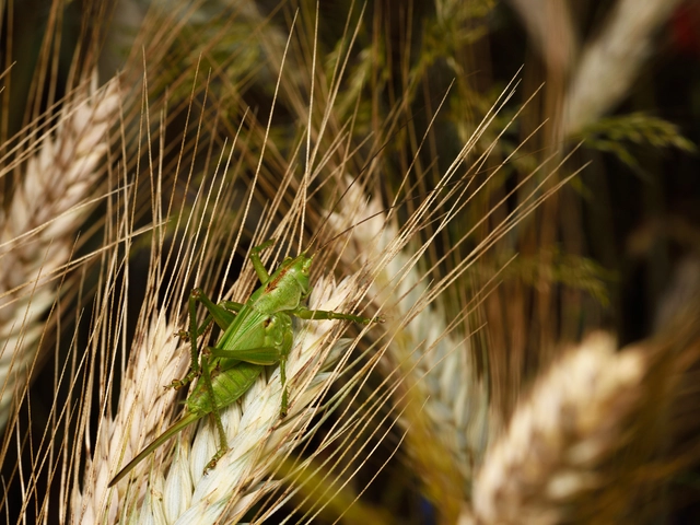 Tettigonia viridissima - zöld lombszöcske