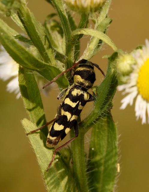 Echinocerus floralis - lucerna-darázscincér