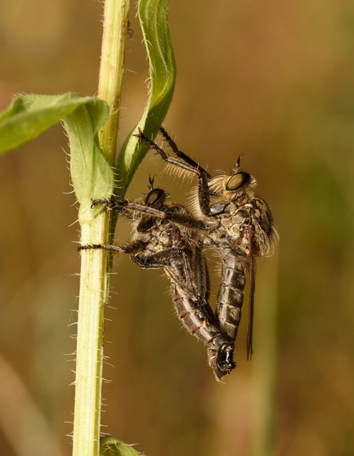 Asilidae - rablólégyfélék