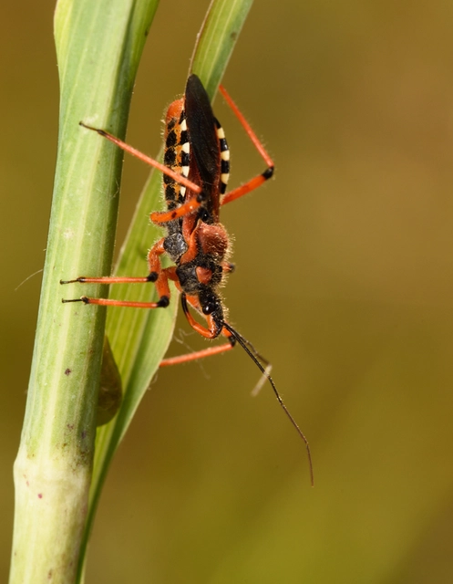 Rhynocoris iracundus - közönséges gyilkospoloska