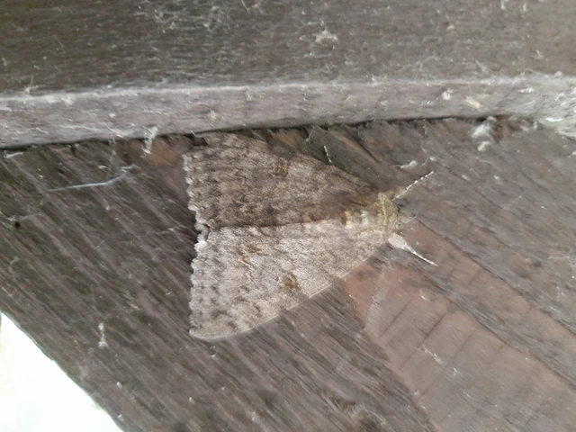 Catocala nupta - piros övesbagoly