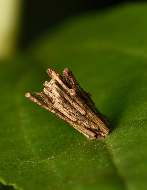Trichoptera - Tegzesek