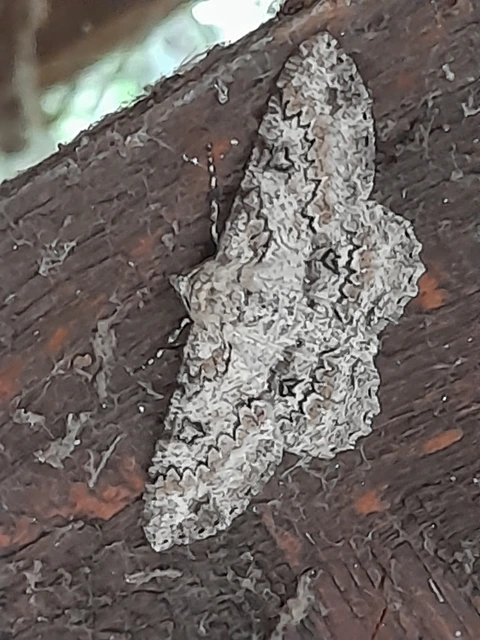 Ascotis selenaria - holdas faaraszoló