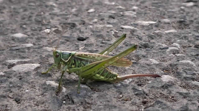 Gampsocleis glabra - tőrös szöcske