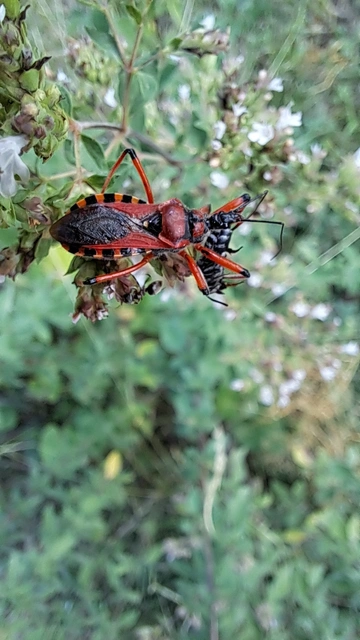 Rhynocoris iracundus - közönséges gyilkospoloska