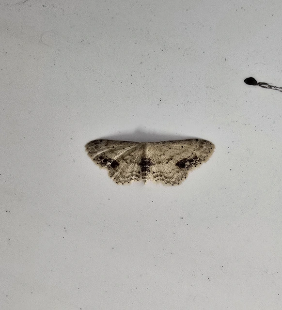 Idaea dimidiata - gyakori apróaraszoló