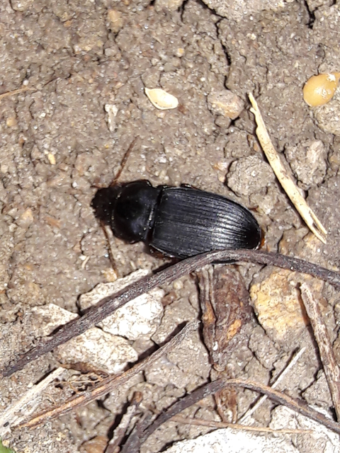 Harpalus atratus - erdei lomhafutó