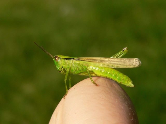 Mecostethus parapleurus - hagymazöld sáska