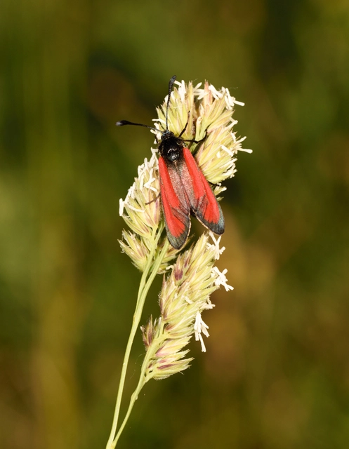 Zygaena minos/purpuralis