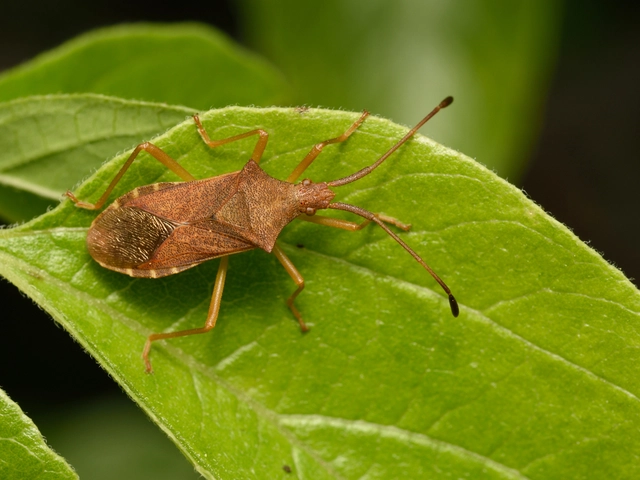 Gonocerus acuteangulatus - aranypetés karimáspoloska