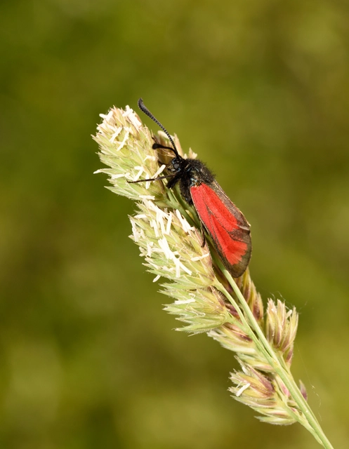 Zygaena minos/purpuralis