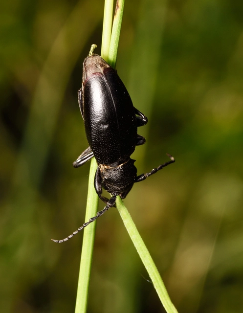 Dorcadion aethiops - fekete gyalogcincér