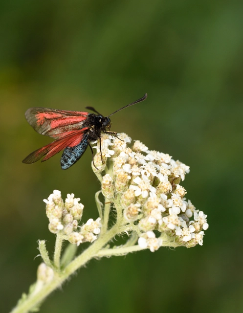 Zygaena minos/purpuralis