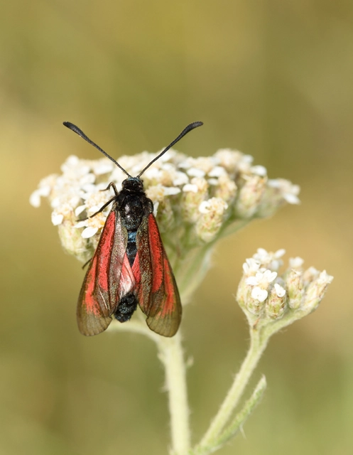 Zygaena minos/purpuralis