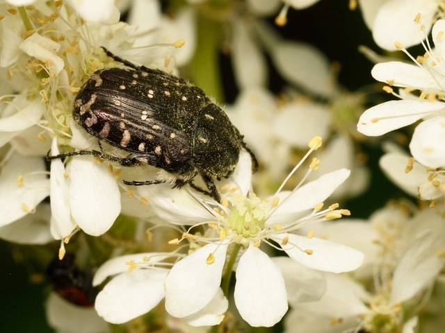 Oxythyrea funesta - sokpettyes virágbogár
