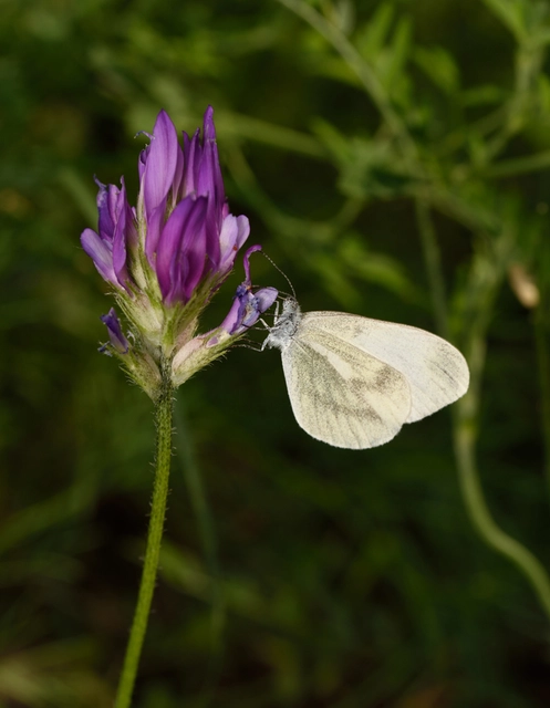 Leptidea sinapis - mustárlepke