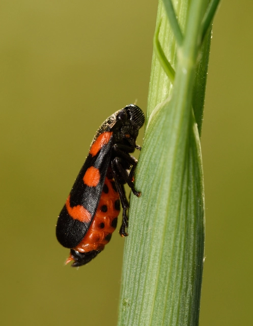 Cercopis sanguinolenta