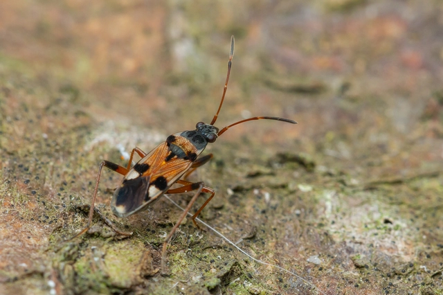 Beosus quadripunctatus - pettyes homokibodobács