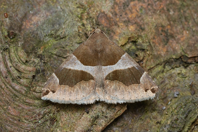 Dysgonia algira - déli porcelánbagoly