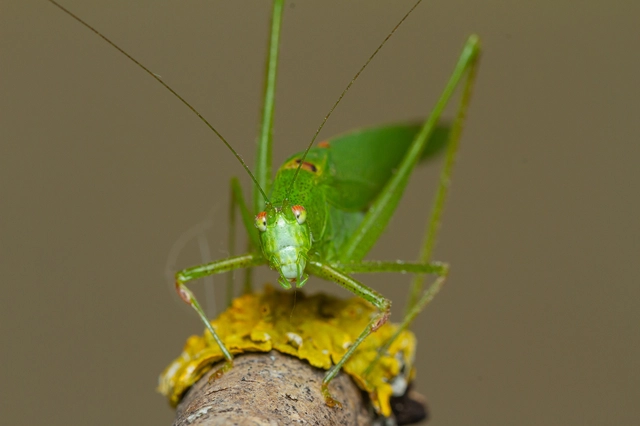 Phaneroptera nana - pontozott repülőszöcske