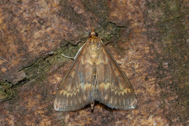 Ostrinia nubilalis - kukoricamoly