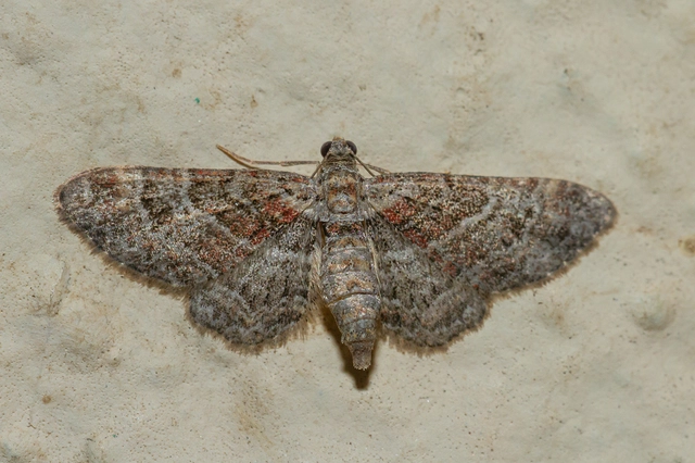Gymnoscelis rufifasciata - vöröscsíkos törpearaszoló