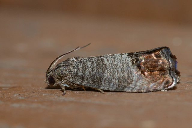 Cydia pomonella - almamoly