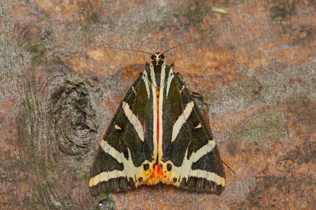Euplagia quadripunctaria - csíkos medvelepke