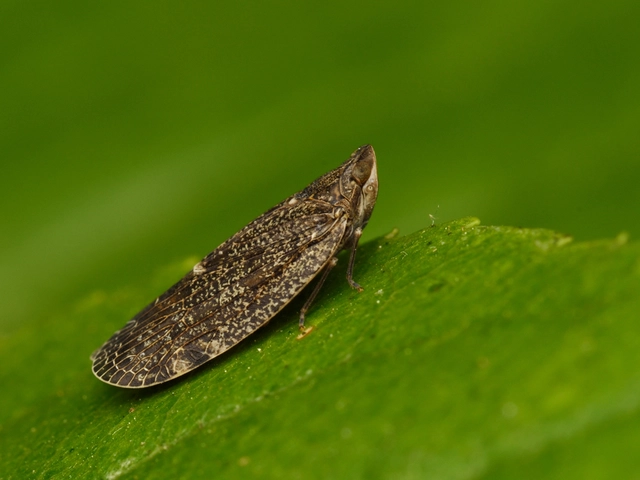 Cixidia pilatoi